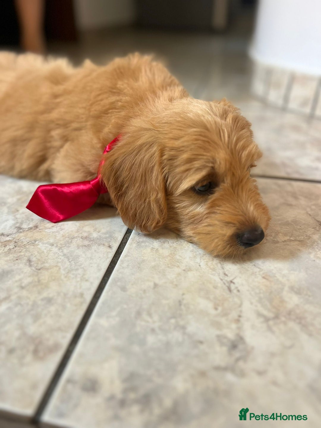 Mini Goldendoodle dogs for sale: GoldenDoodles Date of birth 01.05.2025 - Image 2