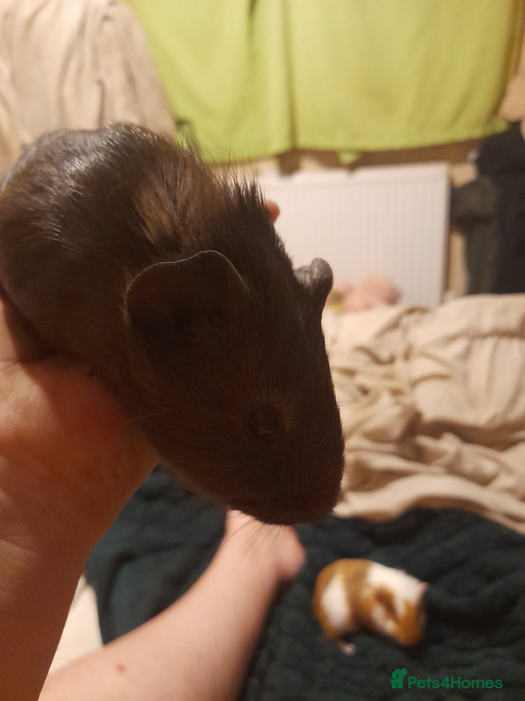 Guinea Pig rodents for sale: Male and female Guinea pig's  - Image 2