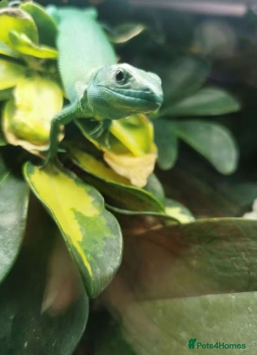 Lizard reptiles for sale: 2 Green Keel Bellied Lizards  - Advert 2