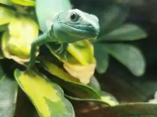 Lizard reptiles Green Keel Bellied Lizard, Leachie Gecko - Advert 13