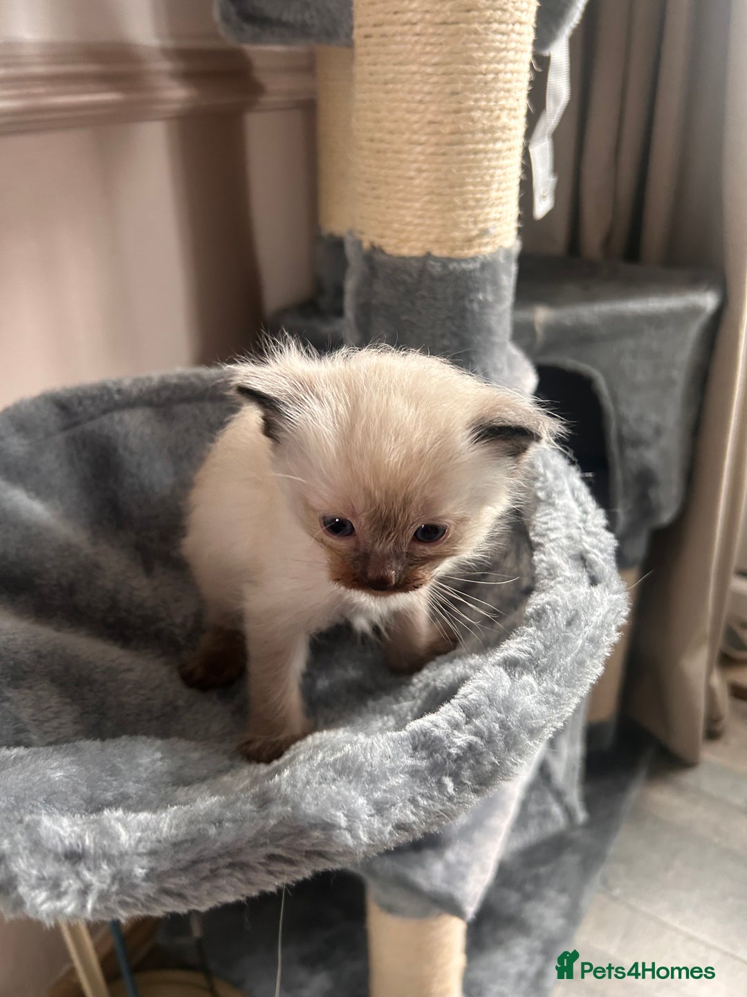 Ragdoll cats for sale: Beautiful pedigree blue point seal point Ragdolls - Image 6