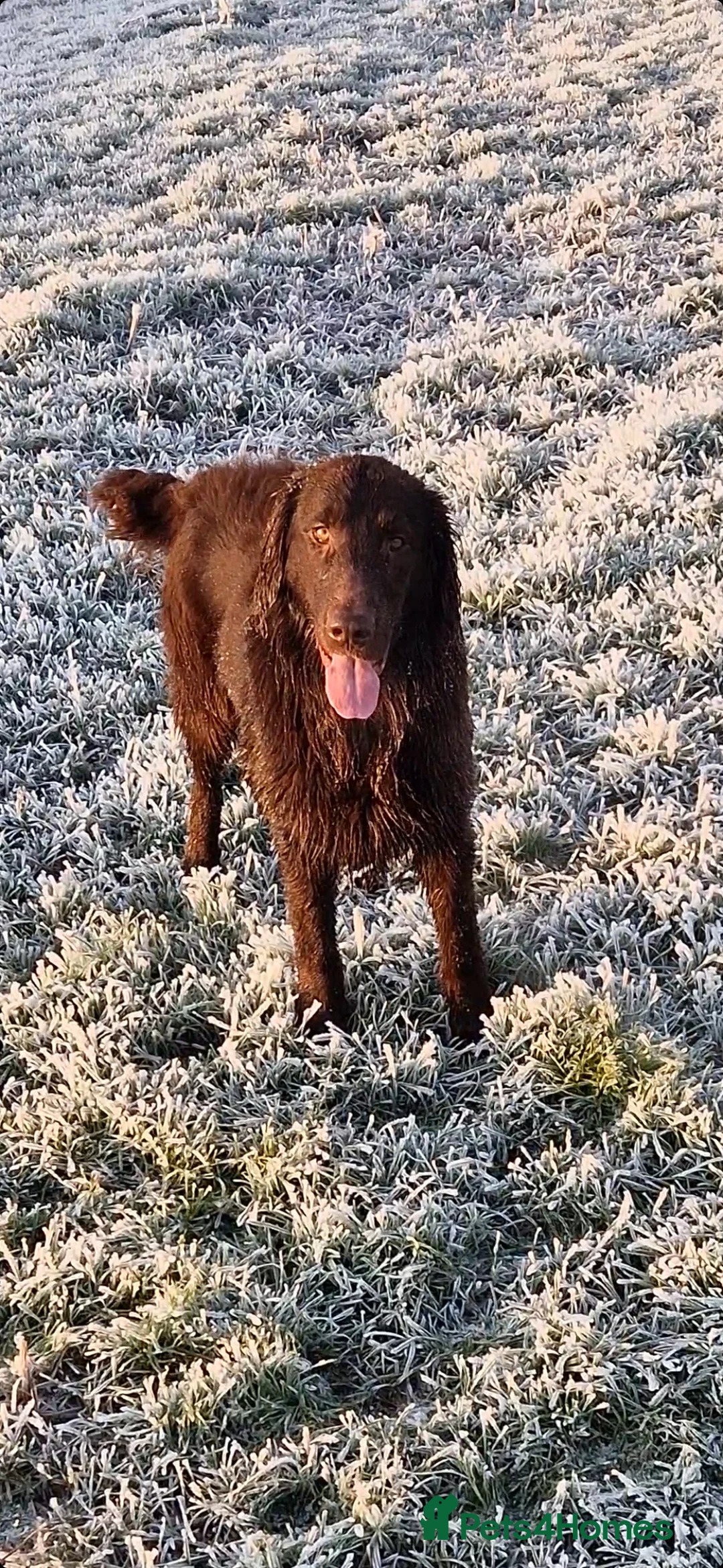 Flat coated Retriever dogs for stud: PEDIGREE TO DIE FOR! in Doncaster - Advert 3