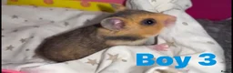 Hamster rodents for sale: Baby Hamsters - Advert 3