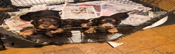 Cocker Spaniel dogs for sale: Cocker spaniel puppies  - Advert 11