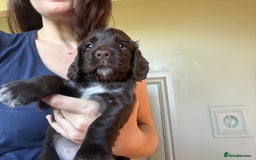 Cocker Spaniel dogs for sale: Litter of Working Cocker Puppies - 1 Dog Pup Left - Image 2