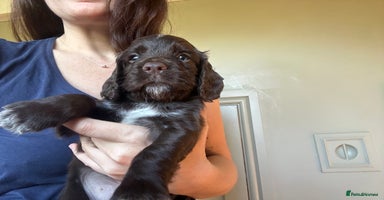 Cocker Spaniel dogs - Advert 1