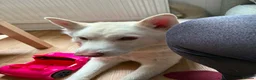 Siberian Husky dogs for sale: 4 Year Old Stunning Husky Male  - Advert 3