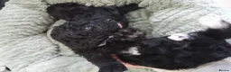 Cockapoo dogs for sale: Stunning cockapoos - Advert 11