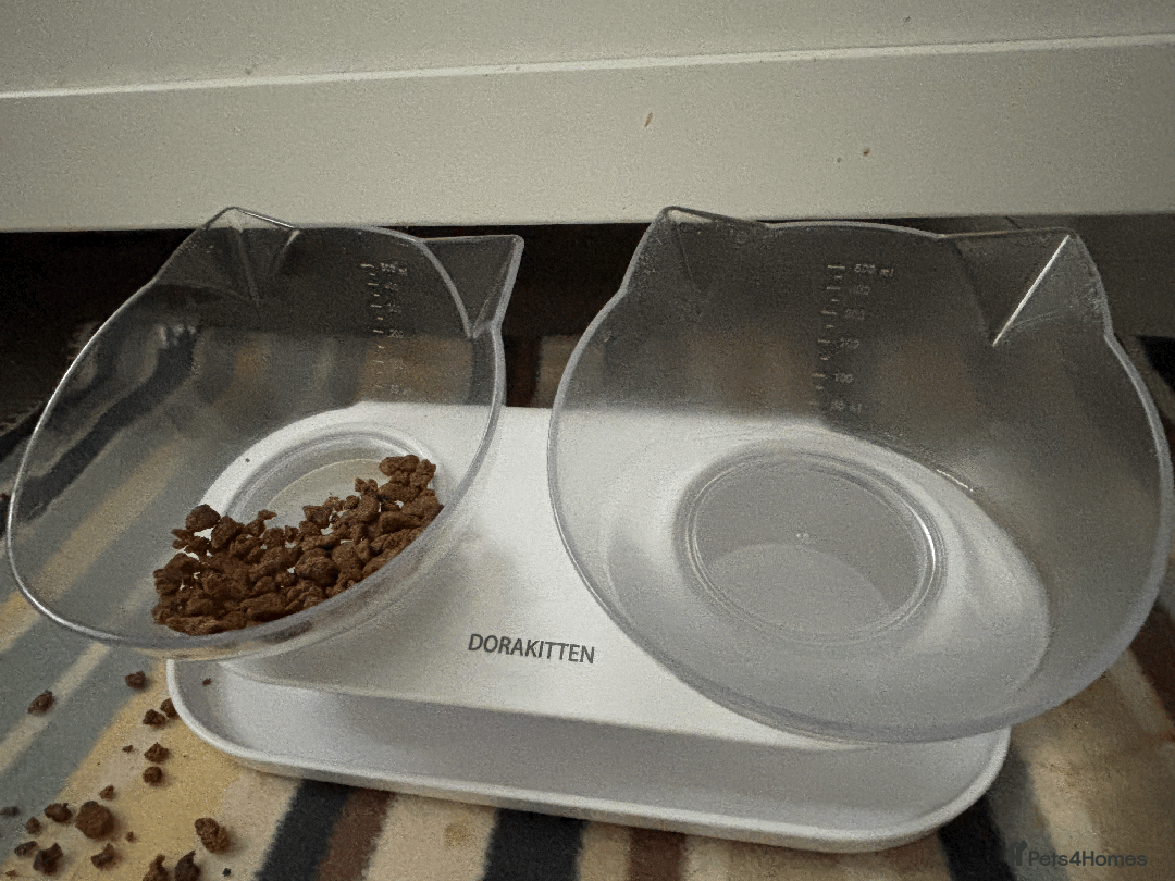 Bengal cats for sale: Beautiful Purebred Bengal Cat for sale - Advert 6