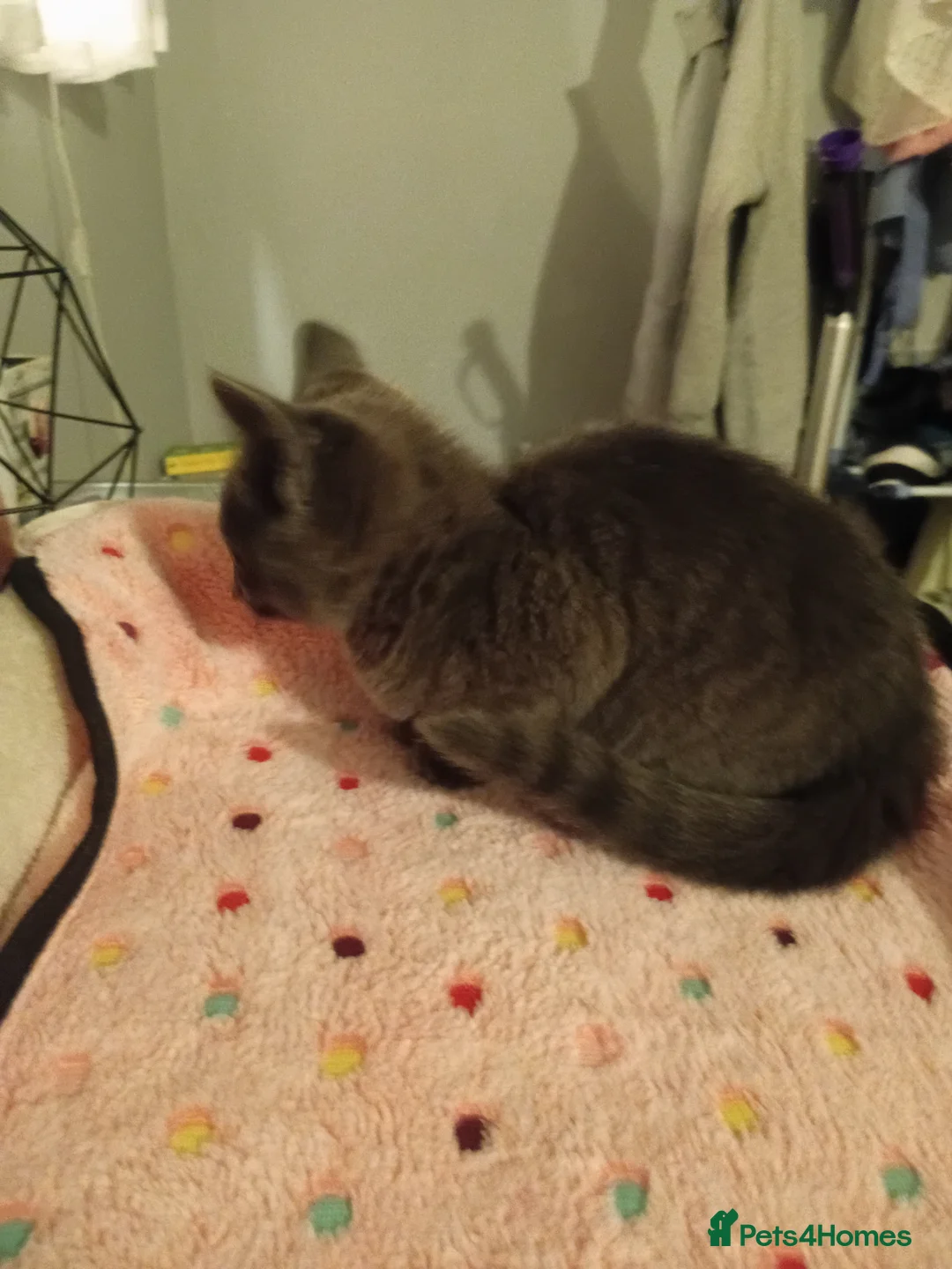 Mixed Breed cats for sale: Beautiful grey kitten  - Advert 4