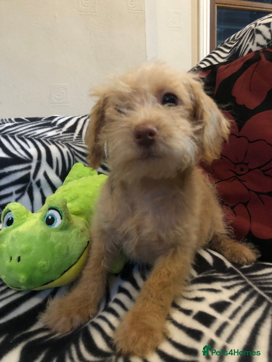 Mixed Breed dogs for sale: shihpoo x maltese puppies for sale - Advert 26