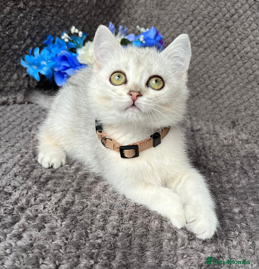 British Shorthair cats for sale: TICA registered British Shorthair kittens - Image 10
