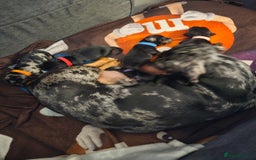 Dachshund dogs for sale: Beautiful Dachshund Puppies - Image 6