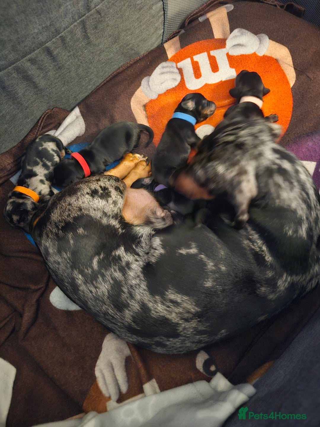 Dachshund dogs for sale: Beautiful Dachshund Puppies - Image 6