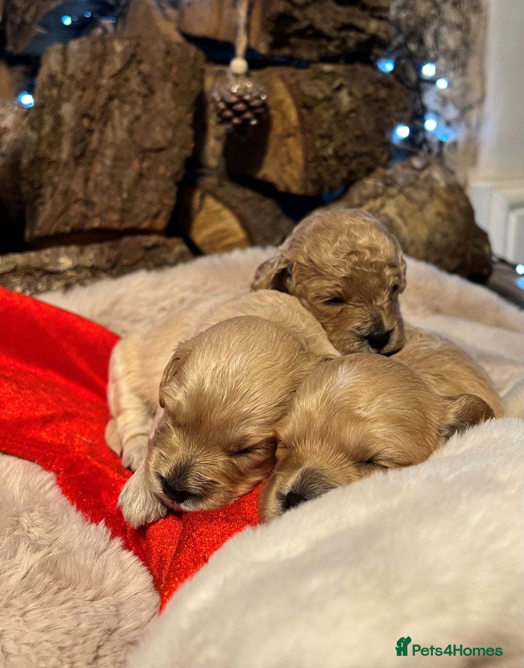 Cavachon dogs for sale: Cavapoochon puppies for sale - Advert 7