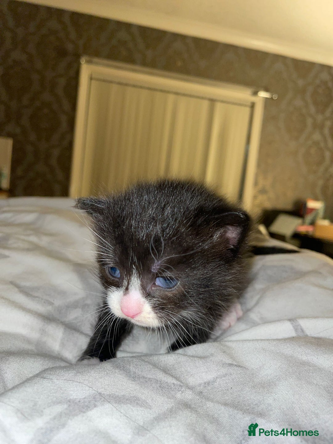 Mixed Breed cats for sale: 2 mix breed cats for sale (rare colours) tuxedo  - Advert 4