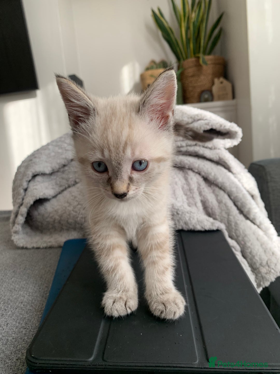 Mixed Breed cats for sale: 3 beautiful kittens - Image 3