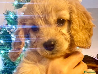 Cavapoo dogs Cavapoo - Advert 4