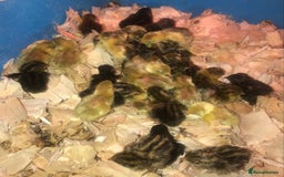 Quail poultry for sale: QUAILS CHINESE PAINTED BUTTONS ! - Advert 8