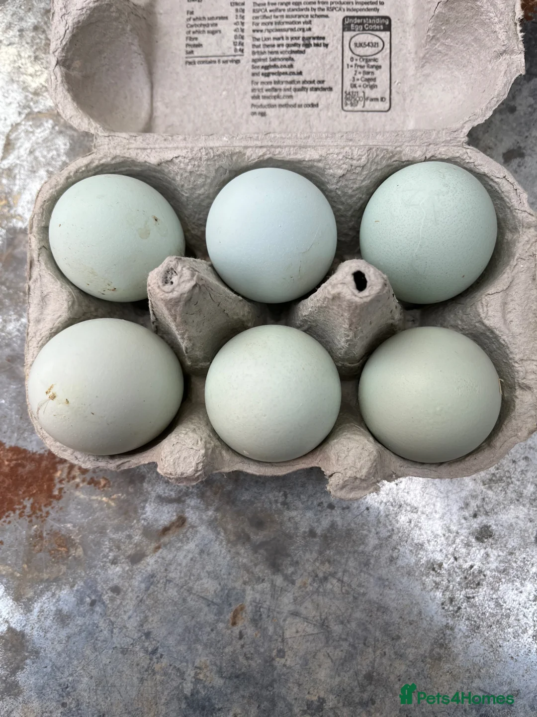 Chickens poultry for sale: Cream Crested Legbar Hatching Eggs  - Advert 2