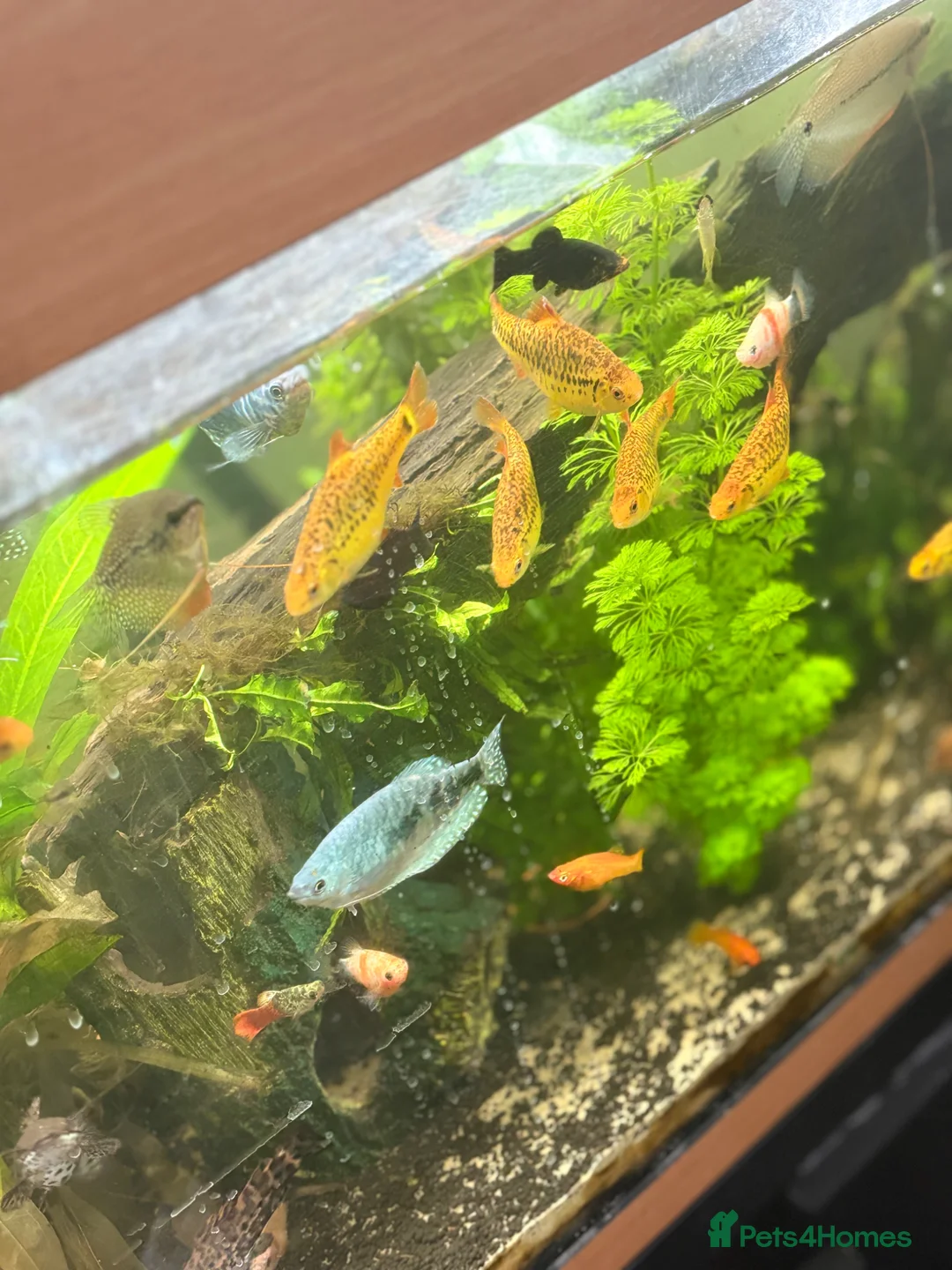 Barbs fish for sale: 7 Golden Barbs - Advert 1