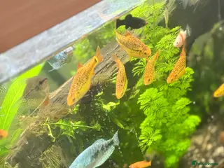 Barbs fish 7 Golden Barbs - Advert 8