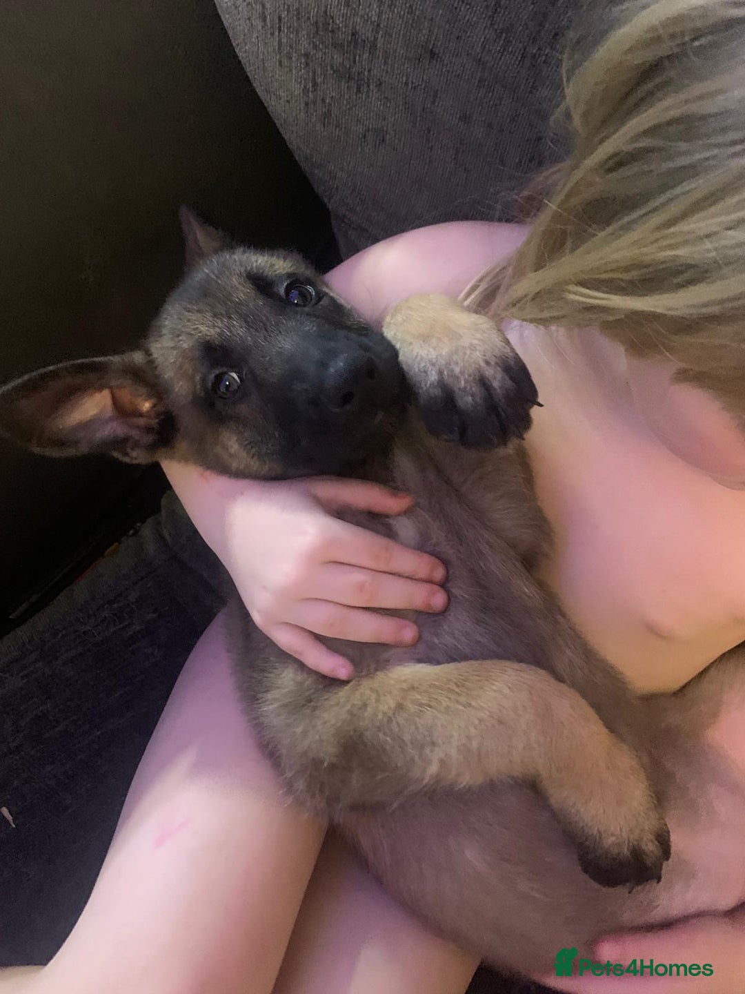 Belgian Shepherd Dog dogs for sale: 2 beautiful 8 week old Belgian shepherd dog - Advert 8