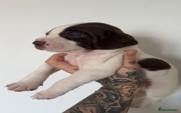 Mixed Breed dogs for sale: Litter of 9 healthy pups  - Image 17