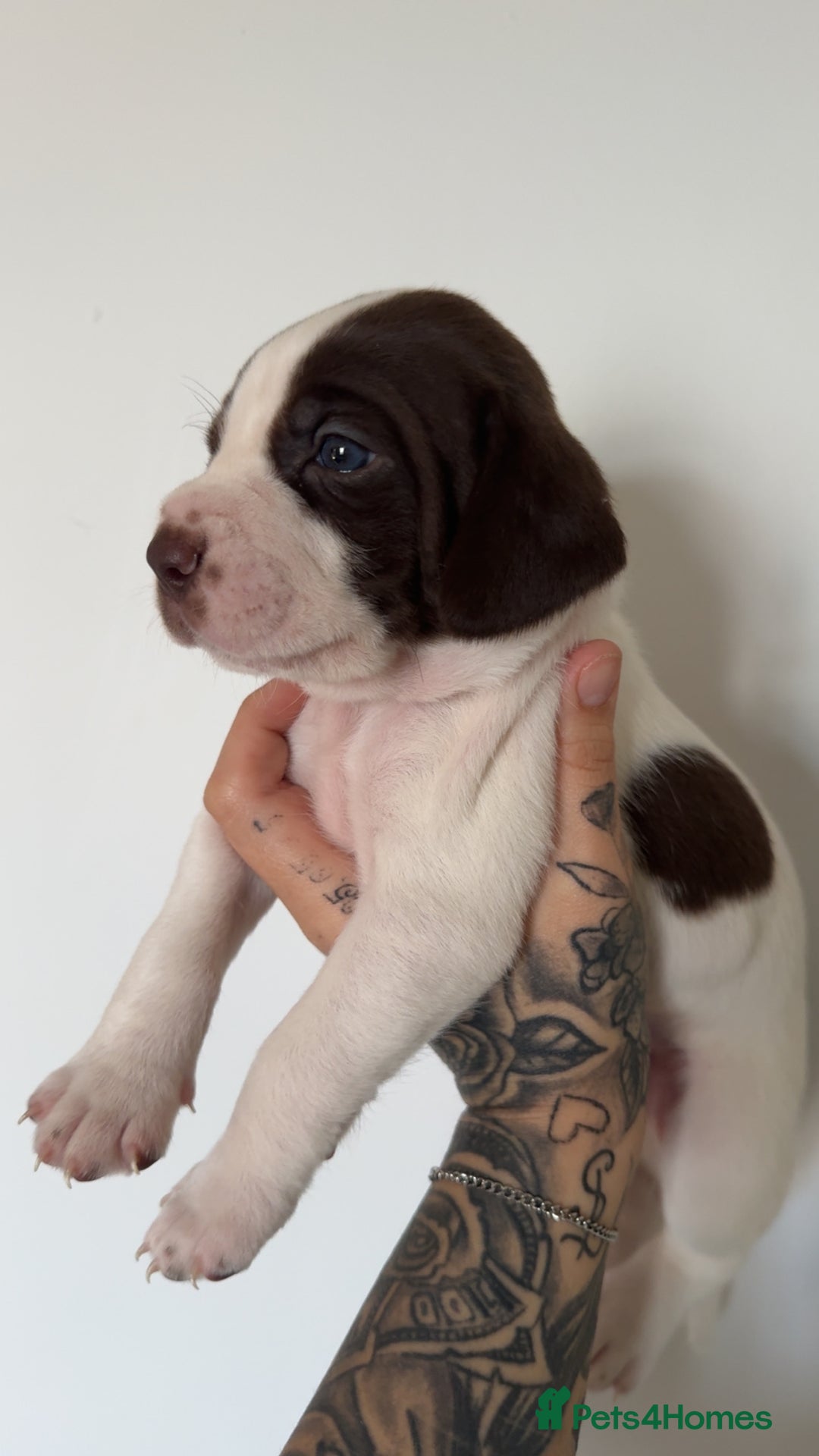 Mixed Breed dogs for sale: Litter of 9 healthy pups  - Image 17