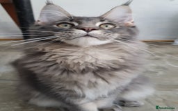 Maine Coon cats for sale: 🏅GCCF🏅 champion line pure maine coon in Waltham Cross - Image 9