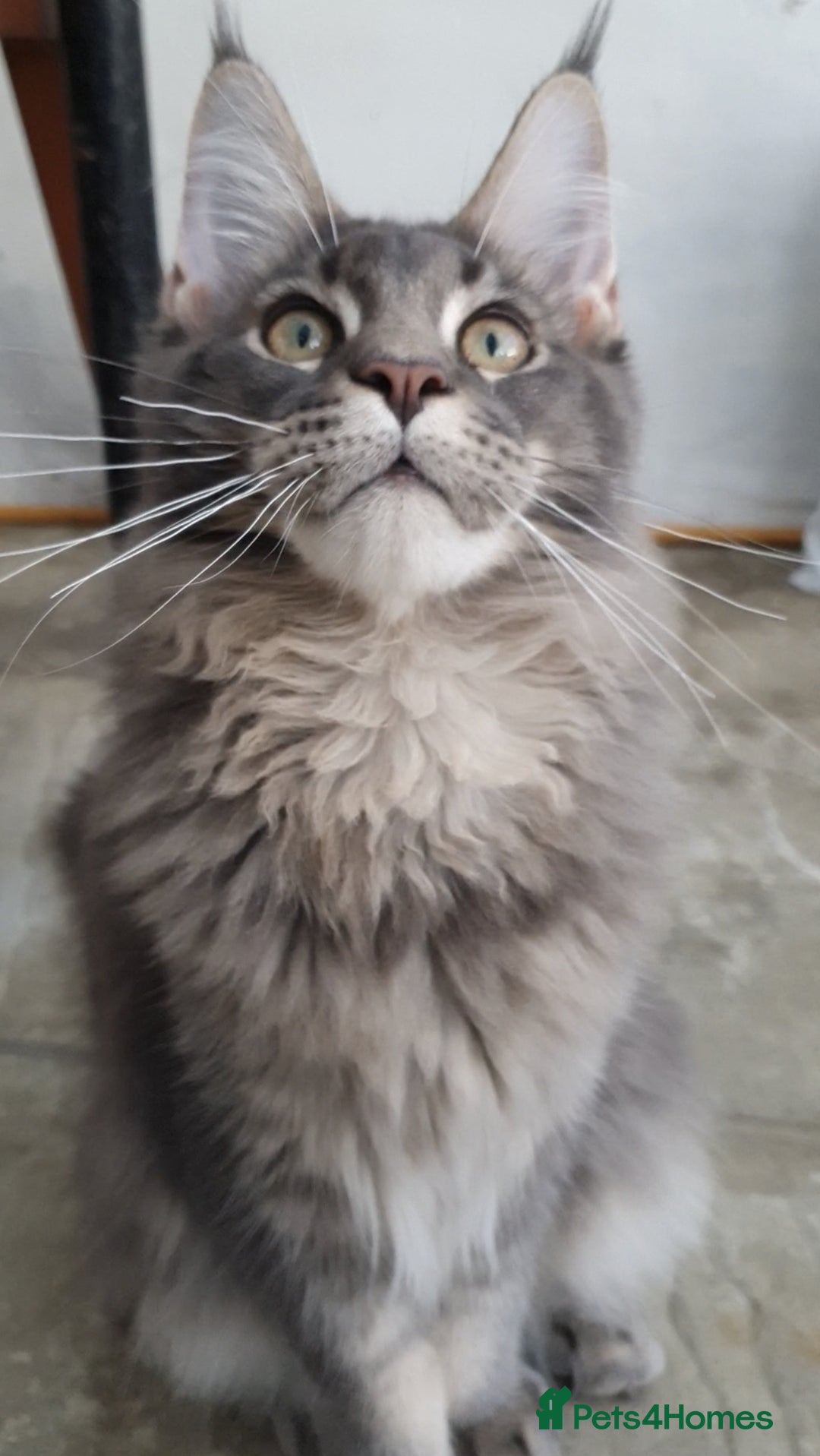 Maine Coon cats for sale: 🏅GCCF🏅 champion line pure maine coon in Waltham Cross - Image 9