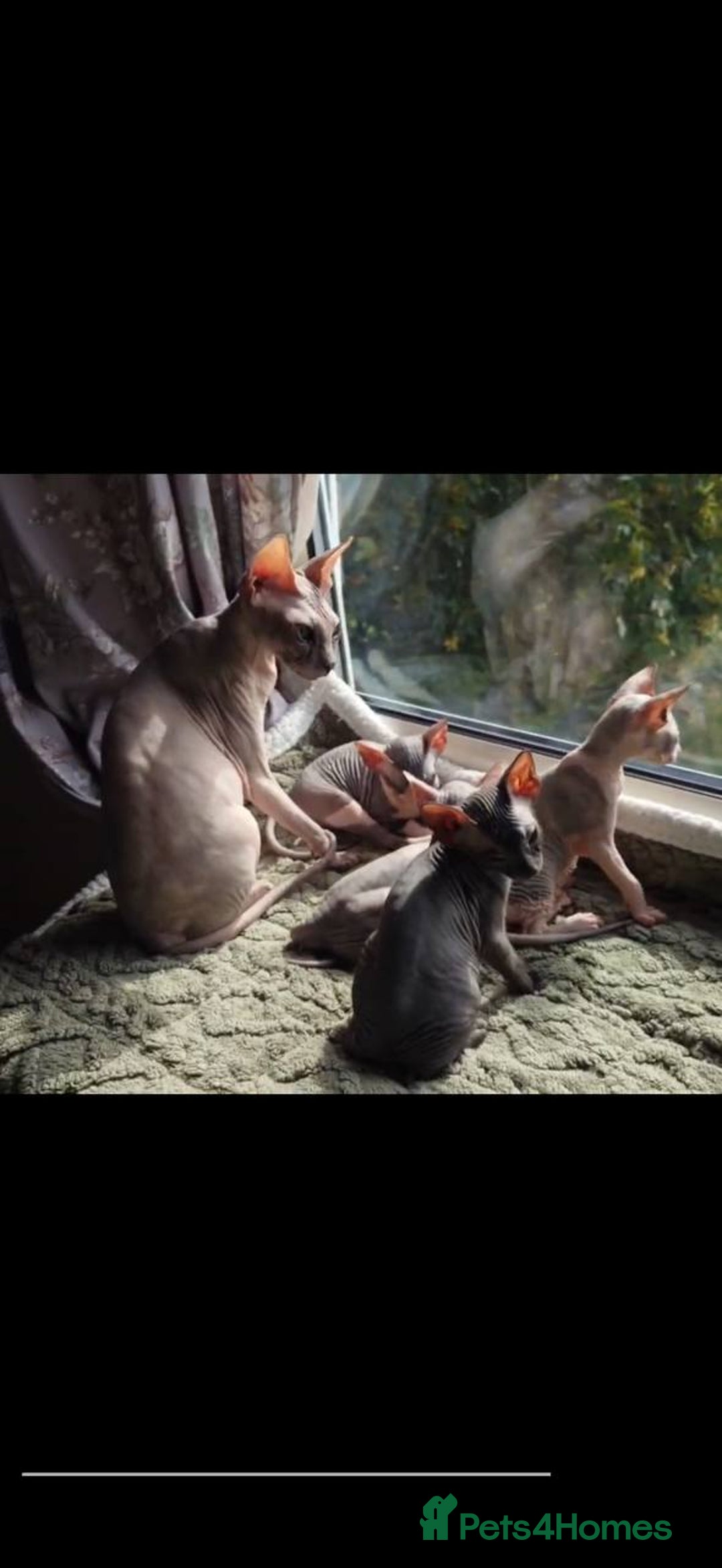Sphynx cats for sale: Donskoy Sphynx Kittens - Image 37