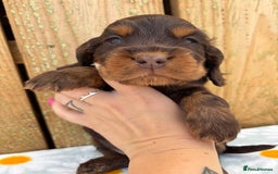 Cocker Spaniel dogs for sale: Ready 30th august import lines  - Image 15