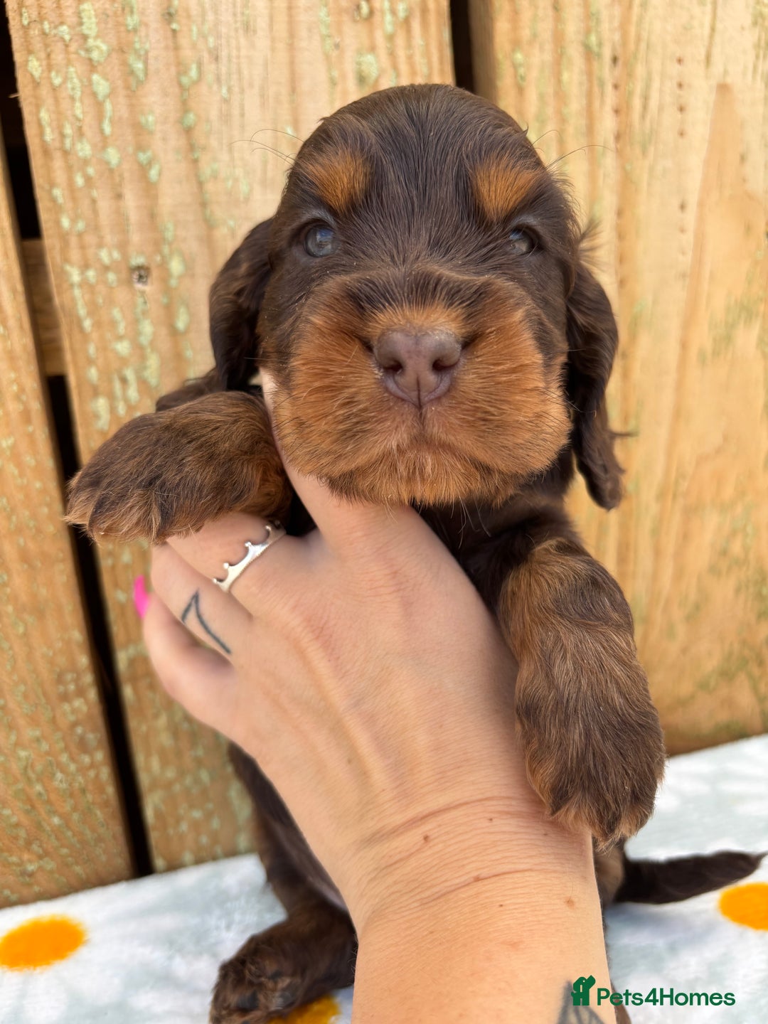 Cocker Spaniel dogs for sale: Ready 30th august import lines  - Image 15