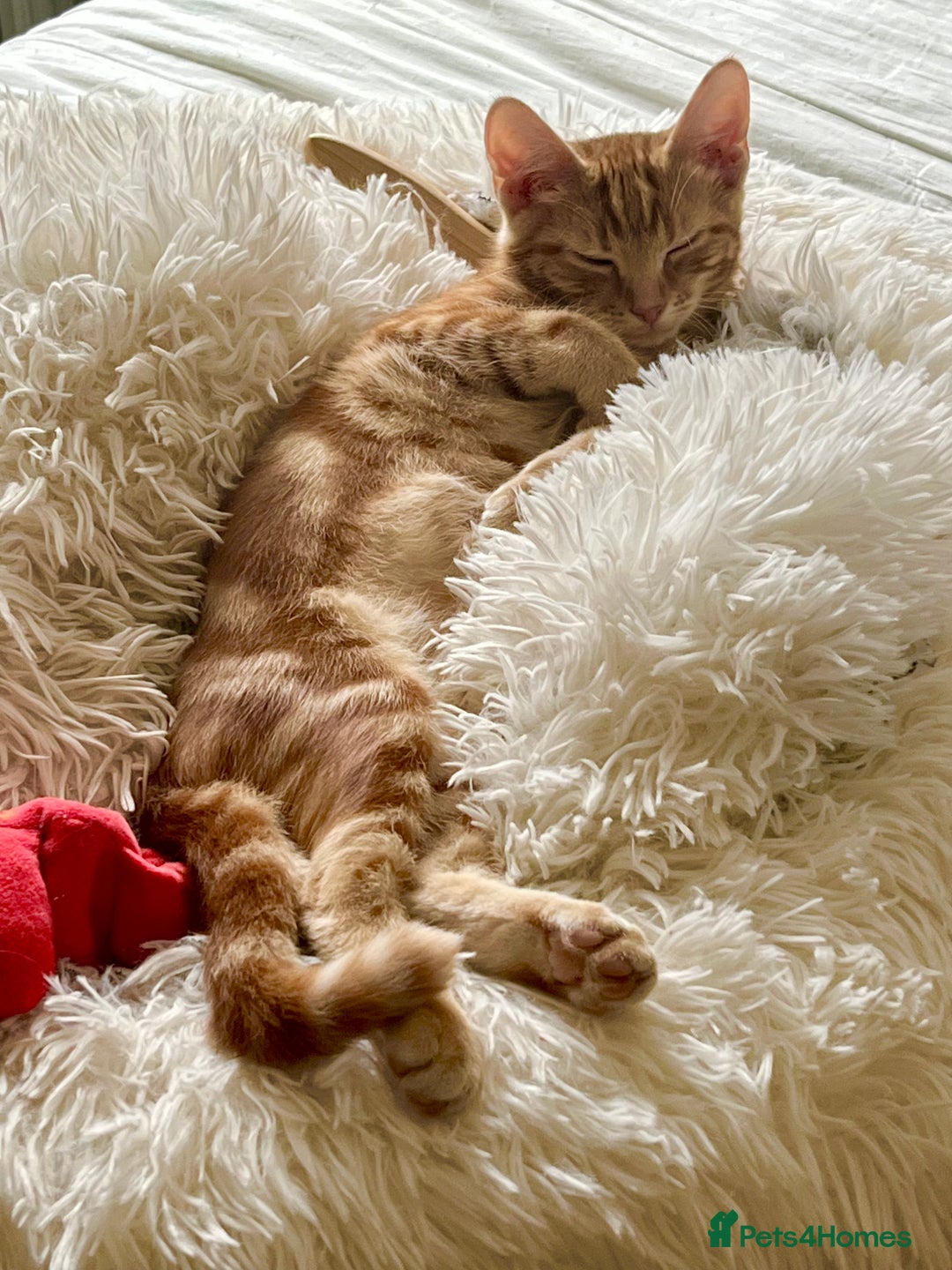 Domestic Shorthair cats for sale: William & Harry (The Royals) - Image 7