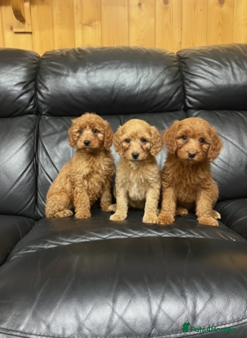 Cockapoo dogs Cockapoo puppies  in Romford - Advert 1