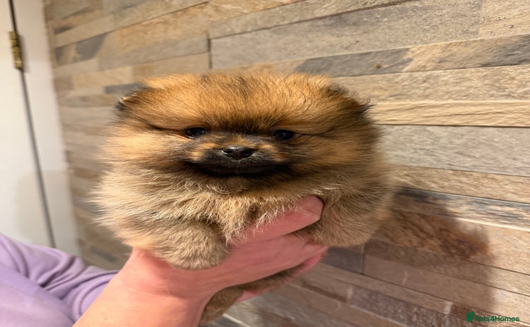 Pomeranian dogs Gorgeous Female Poms ☺️ - Advert 6