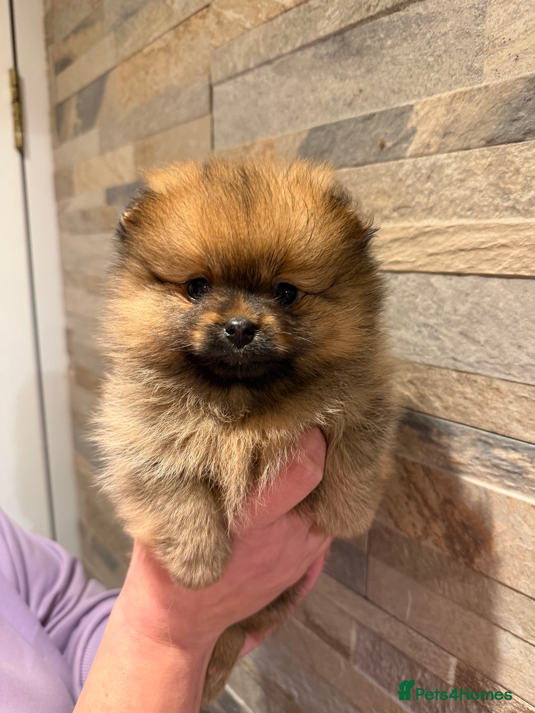 Pomeranian dogs for sale: Gorgeous Female Poms ☺️ - Advert 1