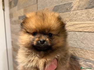 Pomeranian dogs for sale: Gorgeous Female Poms ☺️ - Advert 1