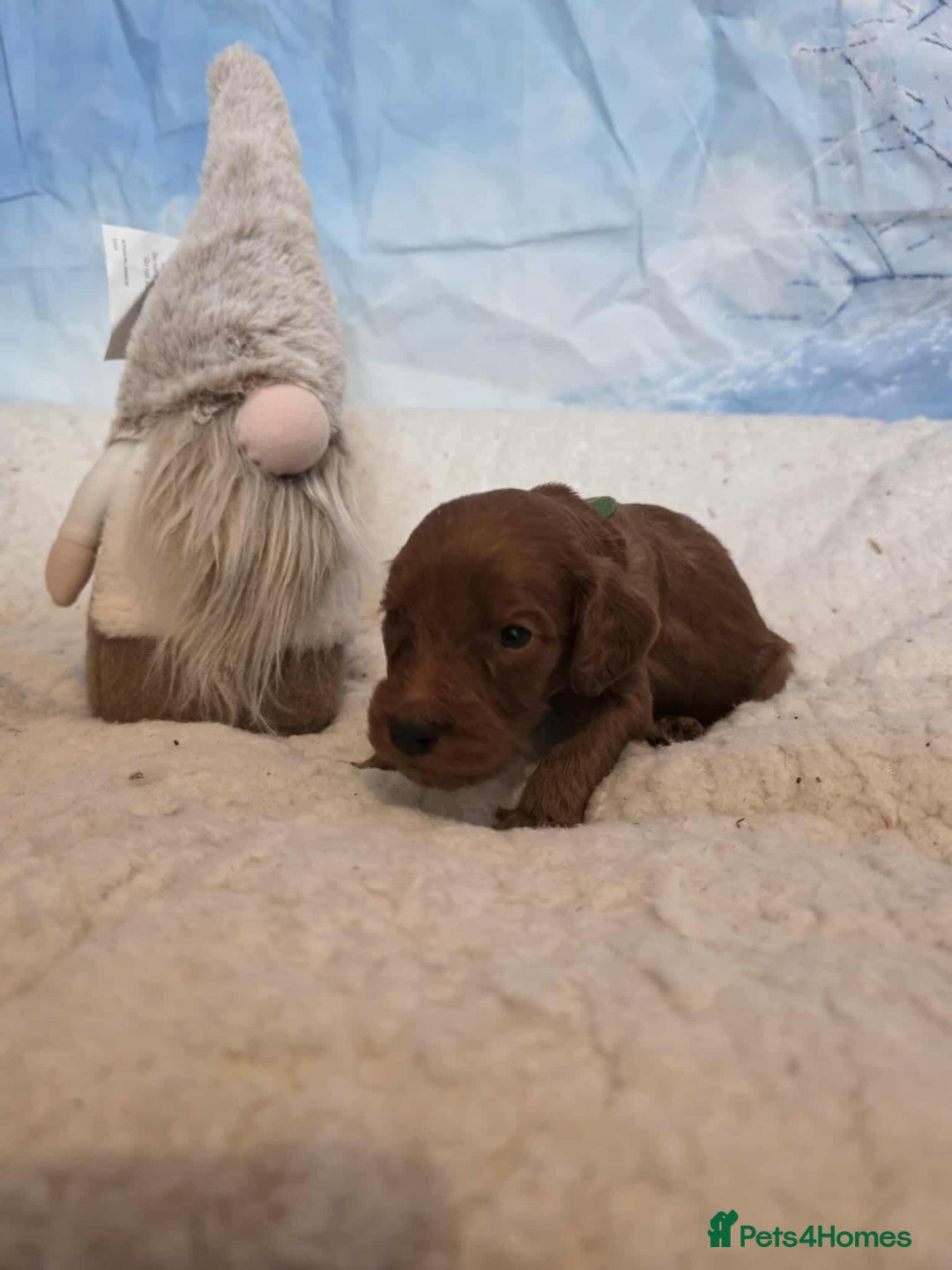 Irish Doodle dogs for sale: Stunning mahogany red Irish doodles READY NOW   - Advert 15