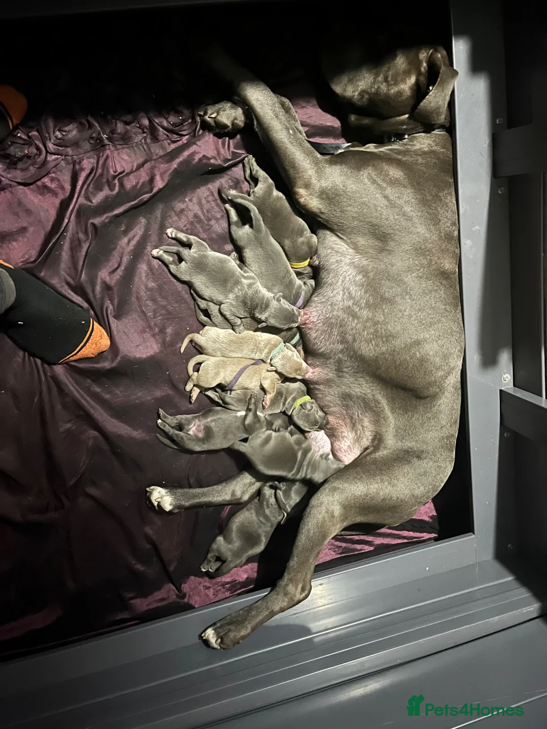 Mixed Breed dogs for sale: Staffs/cane cords puppies for sale in London - Advert 2