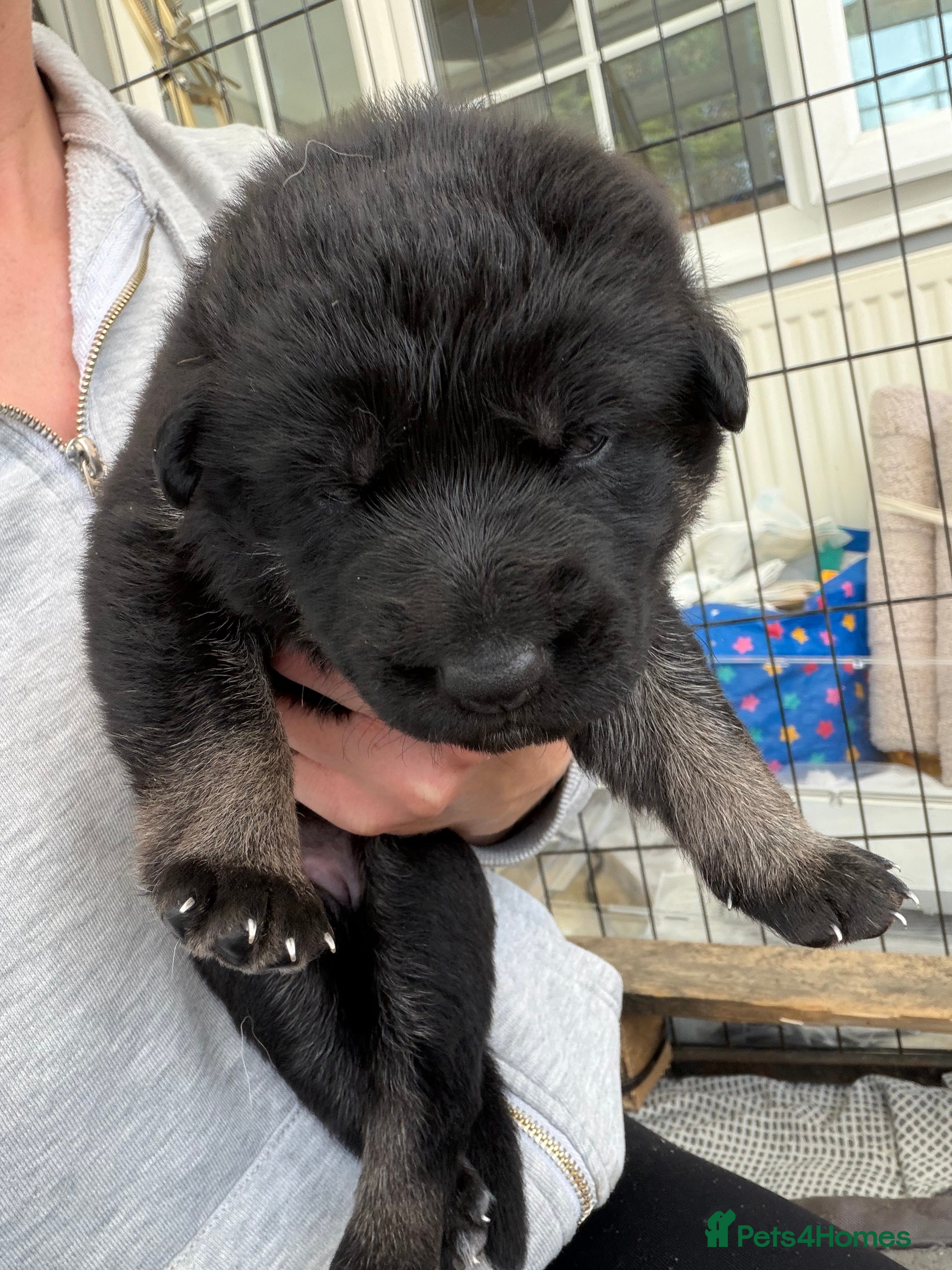 German Shepherd dogs Short haired German shepherd puppies  - Advert 2