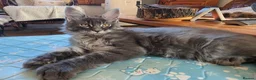 Maine Coon cats for sale: Beautiful Maine Coon kitten - Advert 2