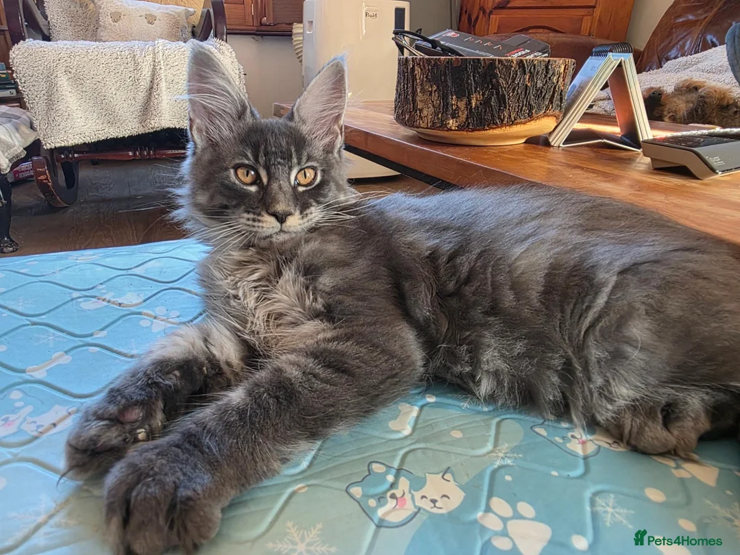 Maine Coon cats for sale: Beautiful Maine Coon kitten - Advert 2