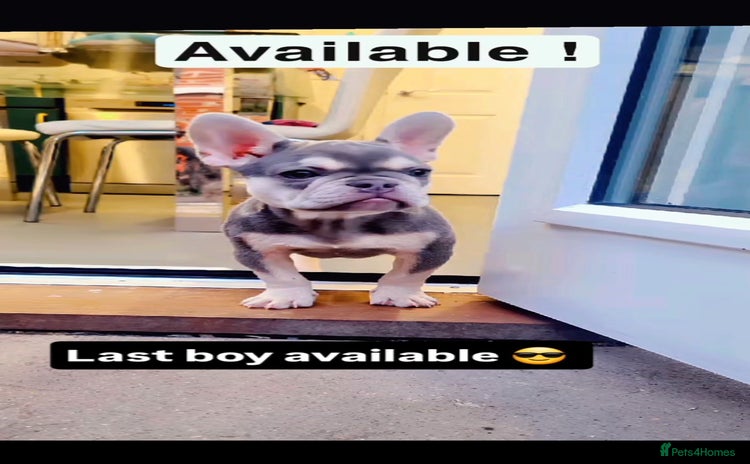 French Bulldog dogs - Advert 3