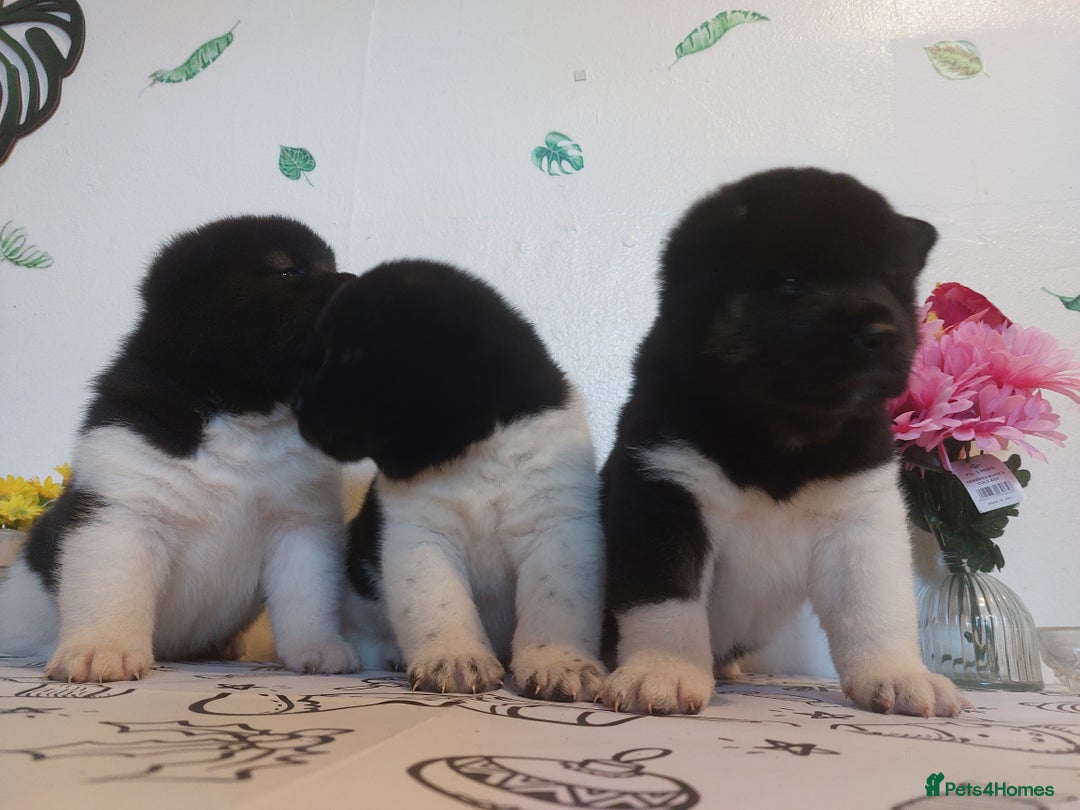 Akita dogs for sale: Kc registered beautiful akita pups  - Advert 5