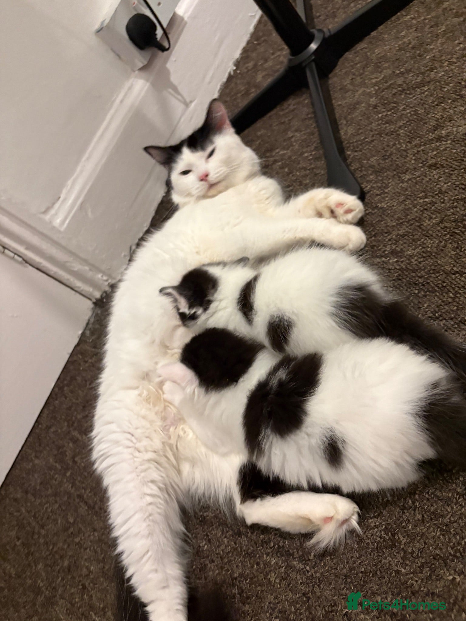 Mixed Breed cats 2 beautiful kittens needing 5 star homes only  - Advert 1