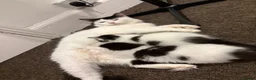 Mixed Breed cats for sale: 2 beautiful kittens needing 5 star homes only  in Birkenhead - Advert 1