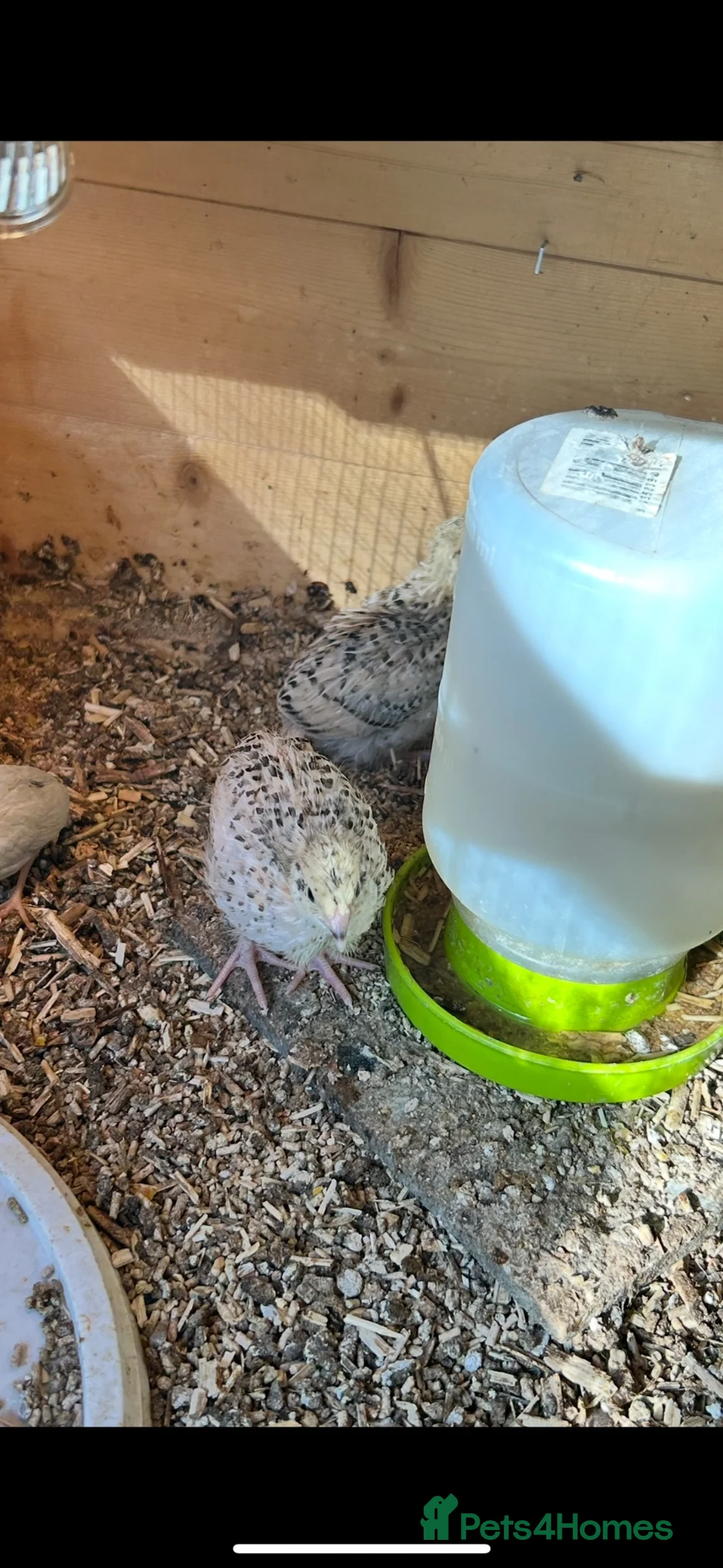 Quail poultry for sale: 2-3 months old breeding male quails  in Worcester Park - Advert 2