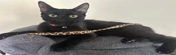 British Shorthair cats for sale: 2 British Shorthair cats  - Advert 2